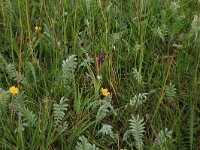 Potentilla anserina 17, Zilverschoon, Saxifraga-Hans Boll