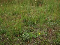 Potentilla anserina 18, Zilverschoon, Saxifraga-Hans Boll