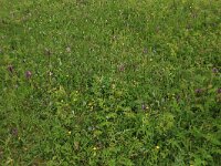 Potentilla anserina 22, Zilverschoon, Saxifraga-Hans Boll