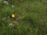 Potentilla anserina 28, Zilverschoon, Saxifraga-Hans Boll