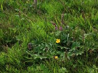 Potentilla anserina 30, Zilverschoon, Saxifraga-Hans Boll