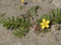 Potentilla anserina 36, Zilverschoon, Saxifraga-Willem van Kruijsbergen