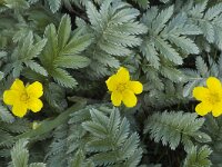 Potentilla anserina 4, Zilverschoon, Saxifraga-Marijke Verhagen