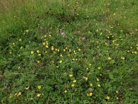 Potentilla erecta 10, Tormentil Saxifraga-Hans Boll