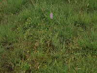 Potentilla erecta 17, Tormentil Saxifraga-Hans Boll