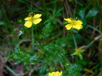 Potentilla erecta 18, Tormentil, Saxifraga-Ed Stikvoort