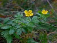 Potentilla erecta 19, Tormentil, Saxifraga-Ed Stikvoort