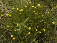 Potentilla erecta 2, Tormentil, Saxifraga-Marijke Verhagen