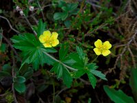 Potentilla erecta 20, Tormentil, Saxifraga-Ed Stikvoort