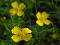 Potentilla erecta 22, Tormentil, Saxifraga-Ed Stikvoort