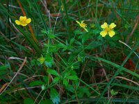 Potentilla erecta 23, Tormentil, Saxifraga-Ed Stikvoort
