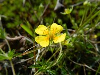 Potentilla erecta 24, Tormentil, Saxifraga-Rutger Barendse