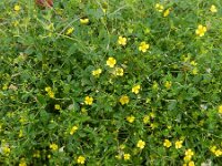 Potentilla erecta 25, Tormentil, Saxifraga-Rutger Barendse