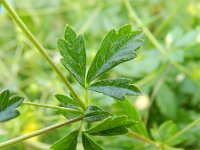 Potentilla erecta 26, Tormentil, Saxifraga-Rutger Barendse