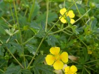 Potentilla erecta 27, Tormentil, Saxifraga-Rutger Barendse