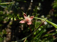 Potentilla erecta 28, Tormentil, Saxifraga-Rutger Barendse