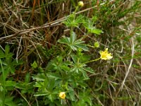 Potentilla erecta 29, Tormentil, Saxifraga-Rutger Barendse