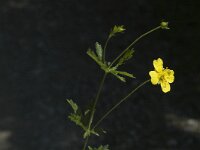 Potentilla erecta 3, Tormentil, Saxifraga-Marijke Verhagen