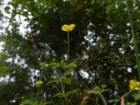 Potentilla erecta 30, Tormentil, Saxifraga-Rutger Barendse