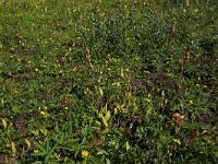 Potentilla erecta 33, Tormentil, Saxifraga-Hans Boll