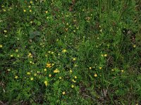 Potentilla erecta 36, Tormentil, Saxifraga-Hans Boll