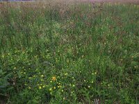 Potentilla erecta 37, Tormentil, Saxifraga-Hans Boll