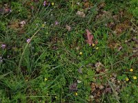 Potentilla erecta 38, Tormentil, Saxifraga-Hans Boll