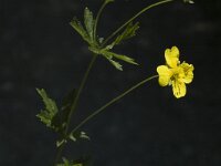 Potentilla erecta 4, Tormentil, Saxifraga-Marijke Verhagen