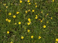 Potentilla erecta 41, Tormentil, Saxifraga-Jan van der Straaten