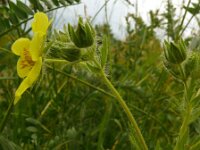 Potentilla erecta 44, Tormentil, Saxifraga-Hans Grotenhuis