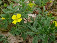 Potentilla erecta 45, Tormentil, Saxifraga-Hans Grotenhuis