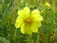 Potentilla erecta 46, Tormentil, Saxifraga-Hans Grotenhuis
