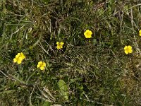 Potentilla erecta 5, Tormentil, Saxifraga-Jan van der Straaten