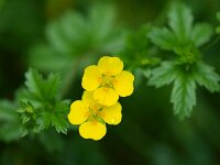 Potentilla erecta 6, Tormentil, Saxifraga-Rudmer Zwerver