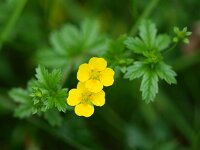 Potentilla erecta 8, Tormentil, Saxifraga-Rudmer Zwerver