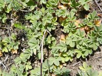 Potentilla incana 3, Saxifraga-Rutger Barendse