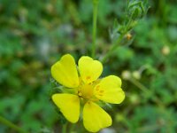Potentilla inclinata 6, Grijze ganzerik, Saxifraga-Rutger Barendse