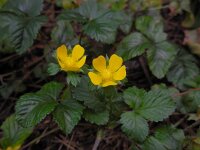Potentilla indica 10, Schijnaardbei, Saxifraga-Ed Stikvoort