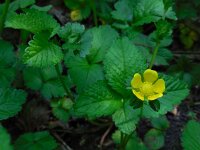Potentilla indica 13, Schijnaardbei, Saxifraga-Ed Stikvoort