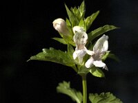Prasium majus 10, Saxifraga-Jan van der Straaten
