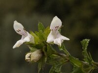Prasium majus 12, Saxifraga-Willem van Kruijsbergen