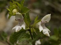 Prasium majus 14, Saxifraga-Willem van Kruijsbergen
