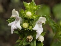 Prasium majus 18, Saxifraga-Jan van der Straaten