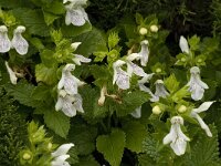 Prasium majus 28, Saxifraga-Willem van Kruijsbergen