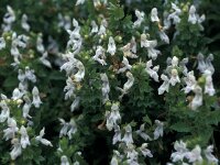 Prasium majus 3, Saxifraga-Jan van der Straaten