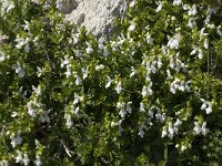 Prasium majus 31, Saxifraga-Willem van Kruijsbergen