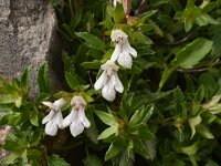 Prasium majus 36, Saxifraga-Harry Jans