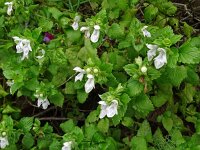 Prasium majus 40, Saxifraga-Hans Grotenhuis