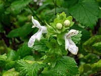 Prasium majus 41, Saxifraga-Hans Grotenhuis