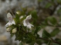 Prasium majus 5, Saxifraga-Jan van der Straaten